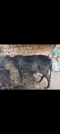 ગાય વેચવાની છે