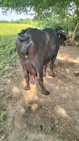 ભેંસ વેચવાની છે