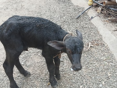 પાડો પડી વેચવાનો છે