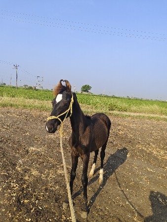 colt:- rajvansh