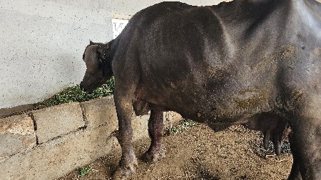 વેચવાની