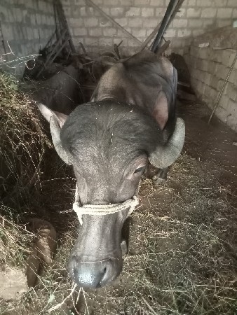 ૩ વષૅ ખડાયુ વેચવાની છે.