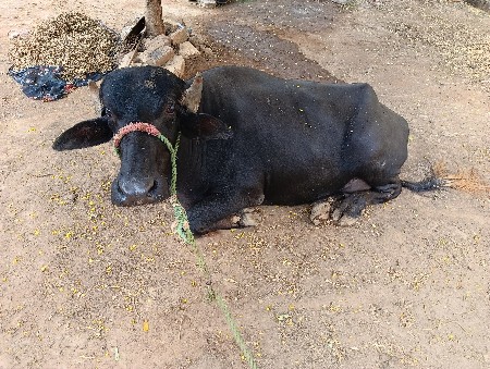 bheshe vechvani che