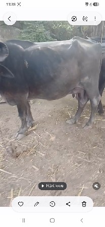 બીજુવેતરપસીસદીવસનીવીણાલદુધતનલીટર