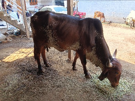 ગાય વેચવા ની છે