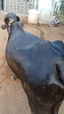 બીજા વેતર માં છે