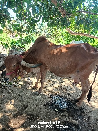 ગીર ગાય વેચવા ની છે