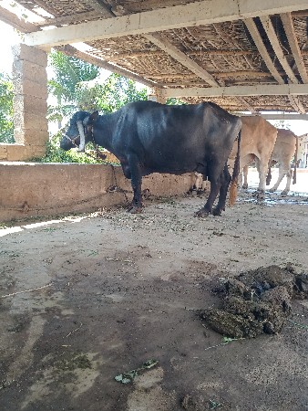 ભેશ વેચવાની છે