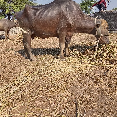 ભુરી ભેસ વેચવાની છે
