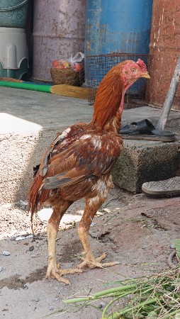 અસીલ મુરઘા વેચવાનો છે