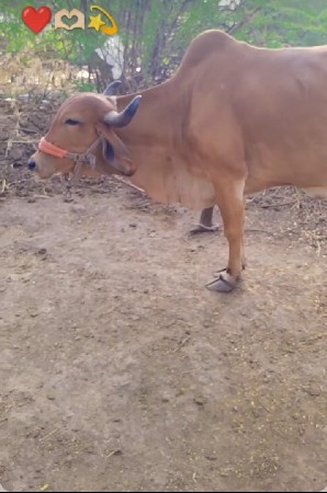 ગાય