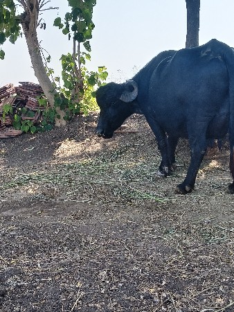 2 જો વેતર