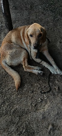 આપવાની છે