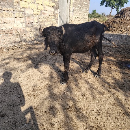 બે પાડા વેચવાના છે