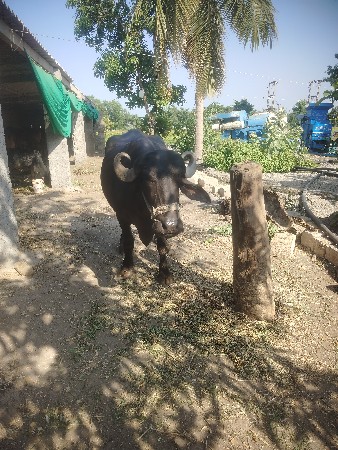 ખડેલીવેશવાનીશે