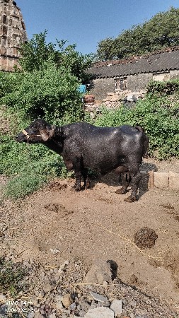 આ ભેંસ વેચવાની સે