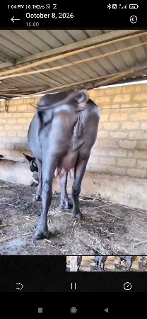 ભેંસ વેચવાની છે