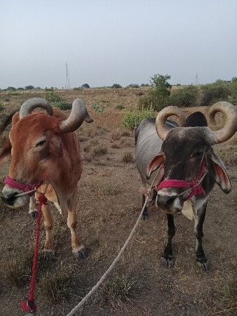 બડદ દેવાના છે
