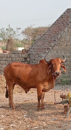 ગોધલા વેચવાના છે
