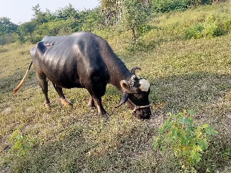 ભેંસ વેચવાની છે