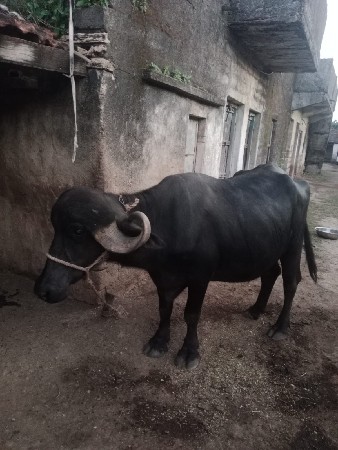 પેલુ વેતર ખડેલી વેચવીની છે