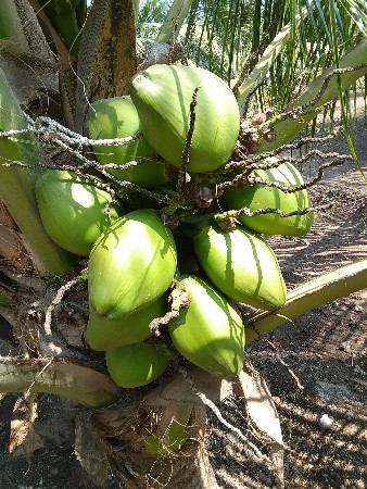 nariyer