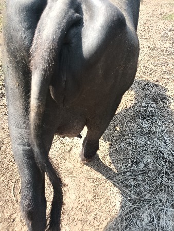 પેલા વેતરમા