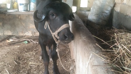 ખડેલુ વેચવા ની છે