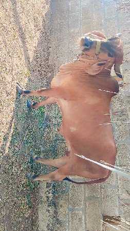 વેચવાની