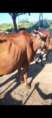 ત્રીજું વેતર