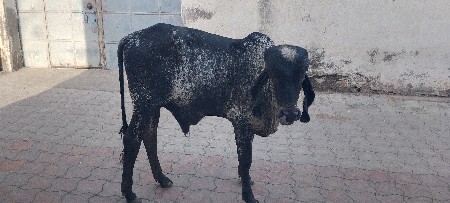 ખૂંટ વેચવાનો છે