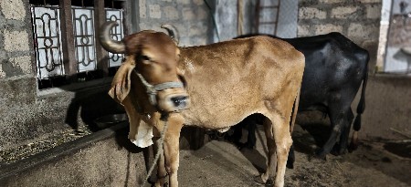 ગાય વેચવાની છે