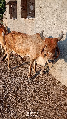 ગાય વેચવાની છે