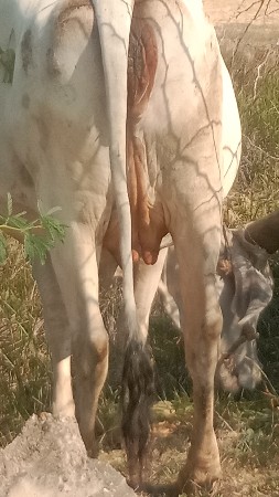 ગાય વેચવાની છે