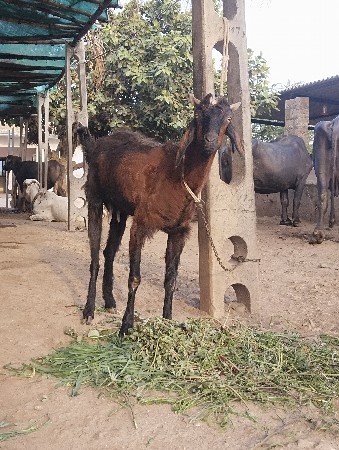 બકરી વેચવાની છે