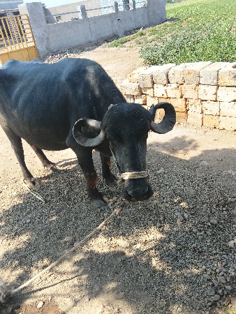 ભેંસ વેચવાની છે