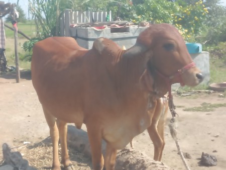 ૮ મહિના નો ગાભ સે