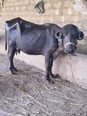 ખડૅલી વૅચવાની છે