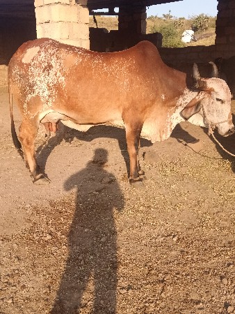 બીજુ વેતર વીયાણલ છે
