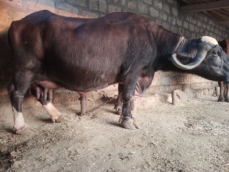 ભેંસ વેચવાની છે