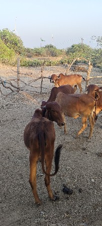 8 ગયું