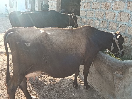 ગાય વેચવાની છે