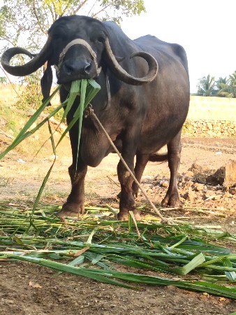 ભેંસ વેચવાની છે