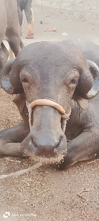 ખડેલી