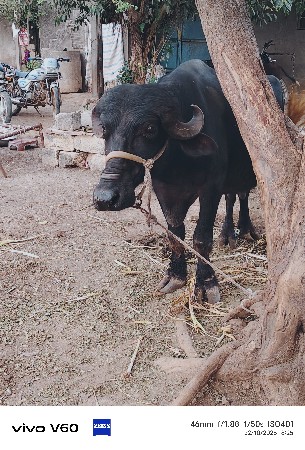 ખળેલી વેચવાની છે