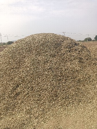 માંડવીનો પાલ વેસ્વનો છે