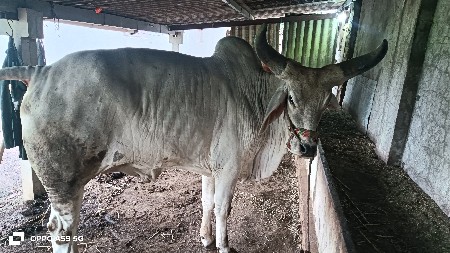 બળદ