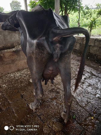 ભેંસ વેચવાની છે