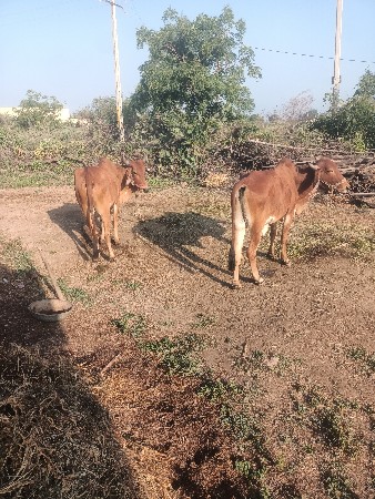 ગોધલા બળદ વેચવાના છે