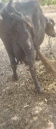 ભેસ વેચવાની છે